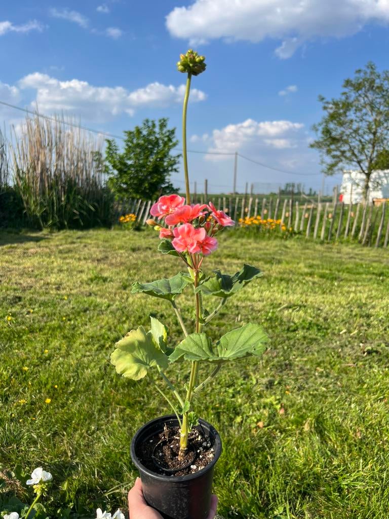 Roze staande geranium, Tuin en Terras, Ophalen, Zomer, Vaste plant, Volle zon