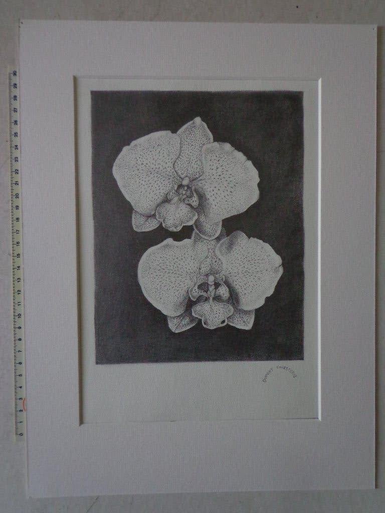 Potloodtekening met 2 orchideeën Christophe Dupont, Antiquités & Art, Art | Dessins & Photographie, Enlèvement ou Envoi, Dessin