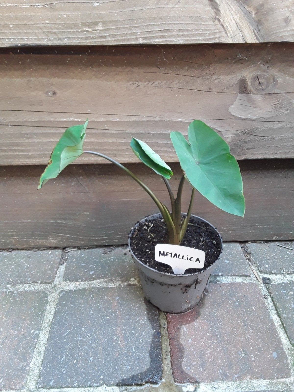 Colocasia Metallica, Tuin en Terras, Ophalen of Verzenden