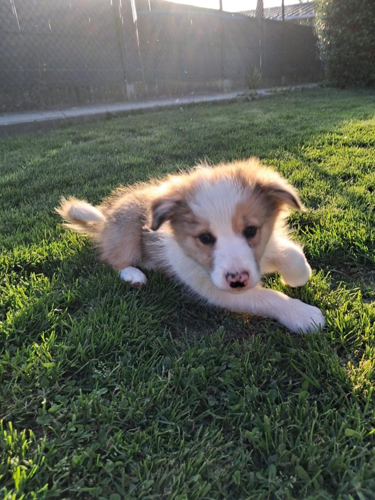 Border Collie Sable Merle, Particulier, Chien (mâle), Belgique, 8 à 15 semaines
