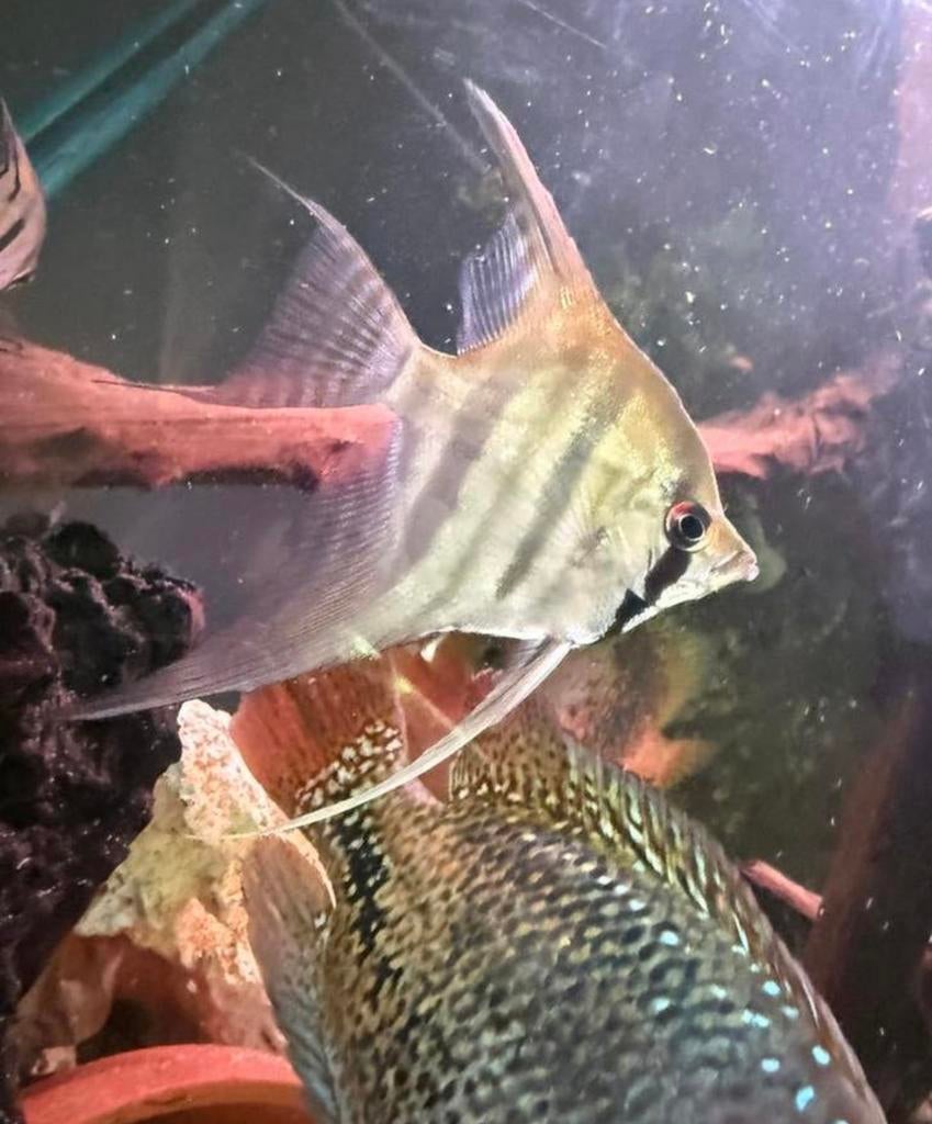 Maanvis volwassen angel fish maanvissen, Dieren en Toebehoren, Vissen | Aquariumvissen