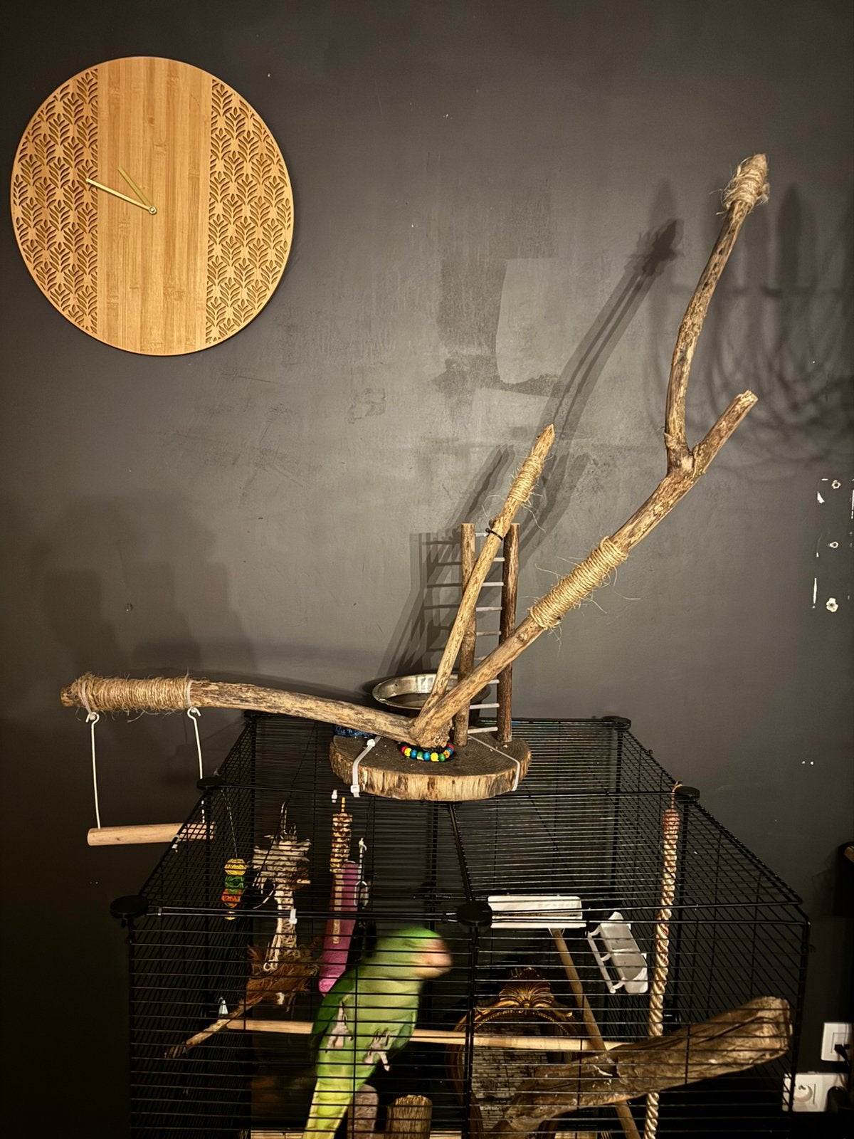 Papegaaienboom 100cm L