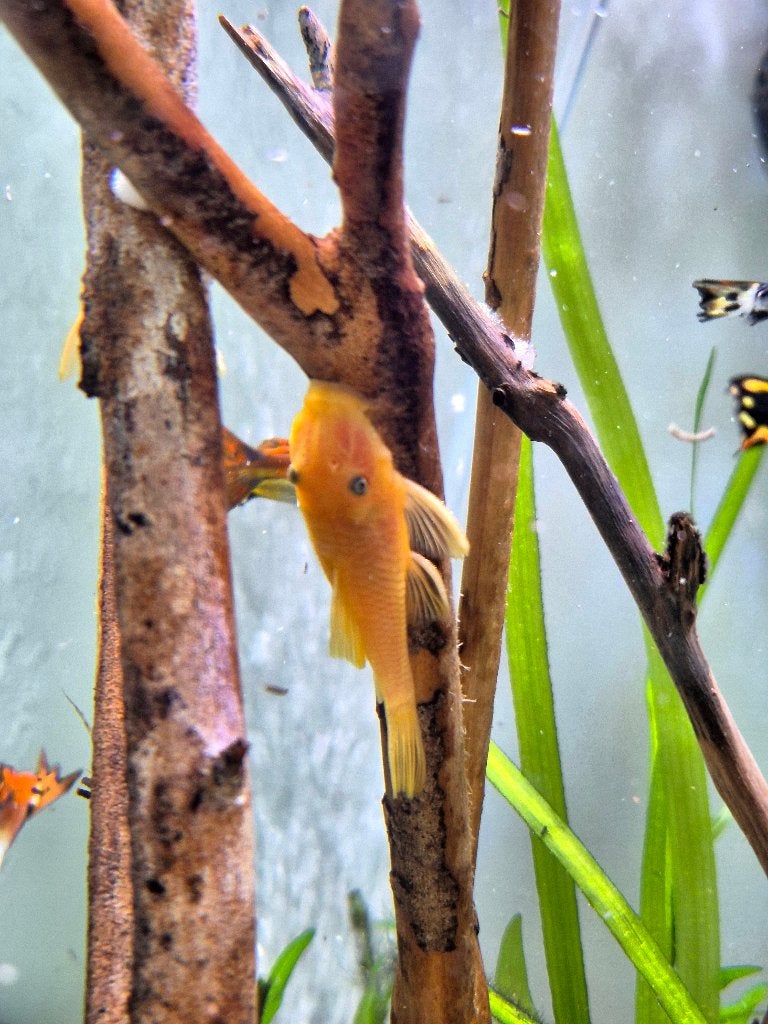 L144 Lemon Ancistrus algeneters te koop | 3-4 cm, Animaux & Accessoires, Poisson, Poisson d'eau douce