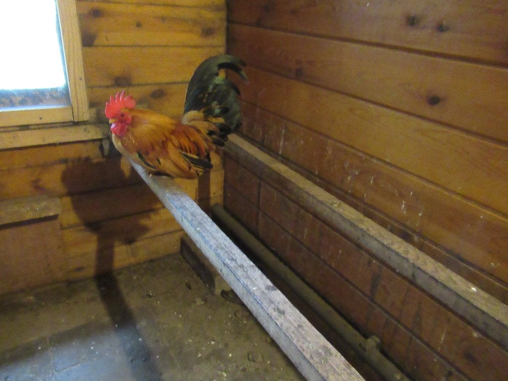 Chabo haan, Dieren en Toebehoren, Pluimvee, Kip, Mannelijk