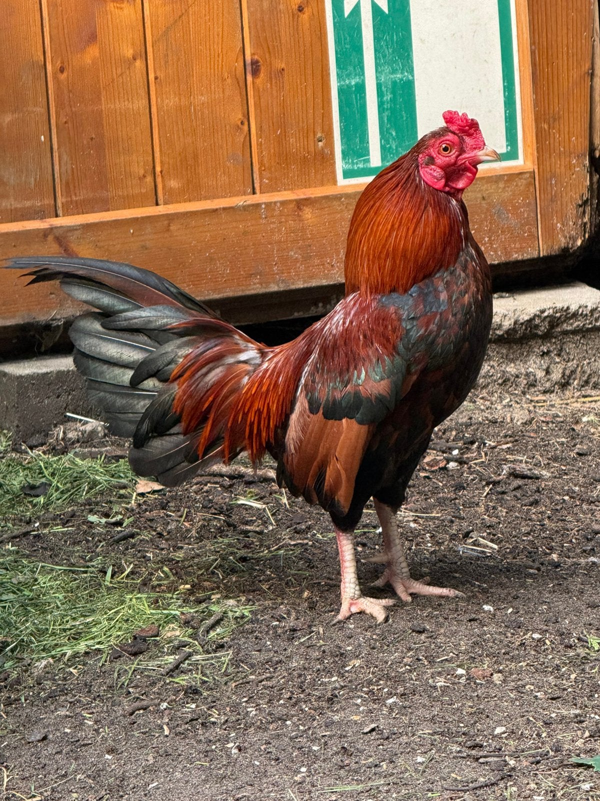 Aseel Kriel Haantje, Dieren en Toebehoren, Pluimvee