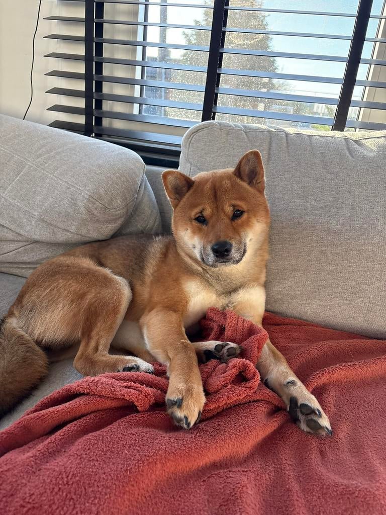 Shiba Inu, Dieren en Toebehoren, België, Particulier, Reu, Eén hond