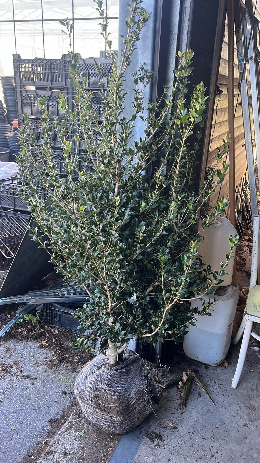 Osmanthus heterophyllus, Tuin en Terras, Ophalen, Overige soorten, Haag, 100 tot 250 cm