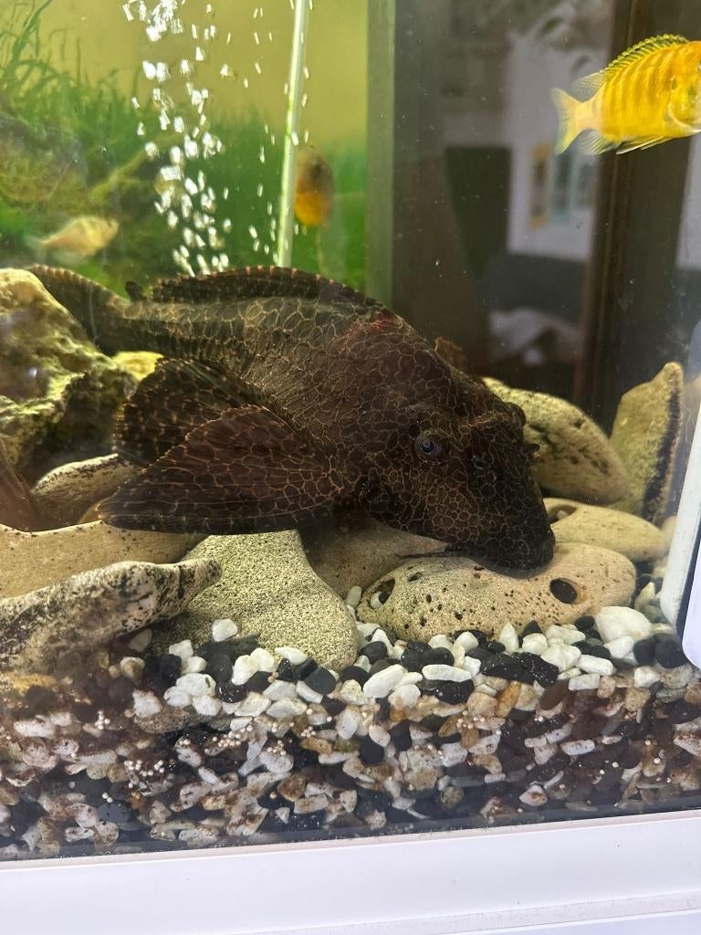 Pleco vis, Animaux & Accessoires, Poissons | Poissons d'aquarium, Poisson d'eau douce, Poisson