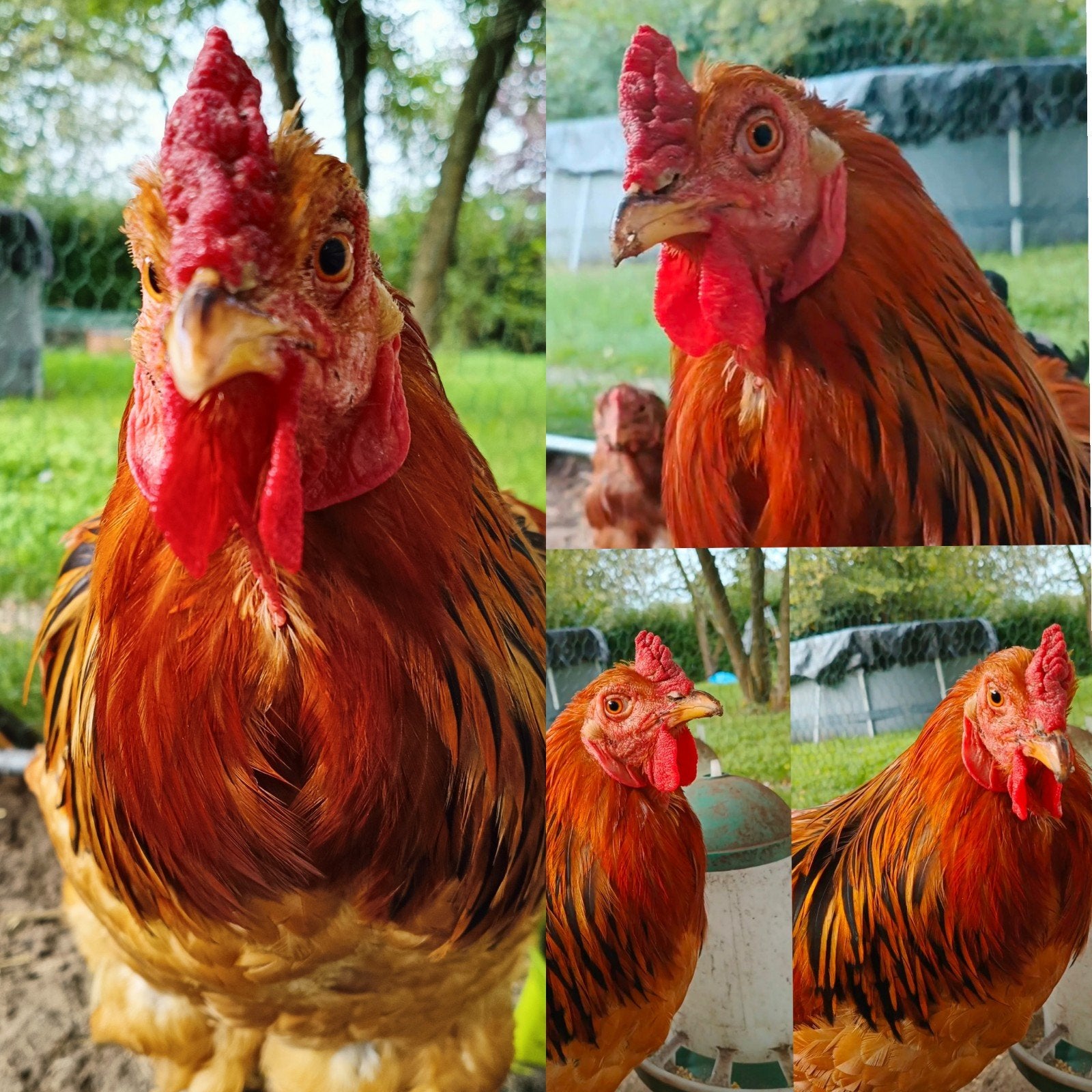 Goede thuis en/of kweker gezocht voor haan, Dieren en Toebehoren, Mannelijk, Kip