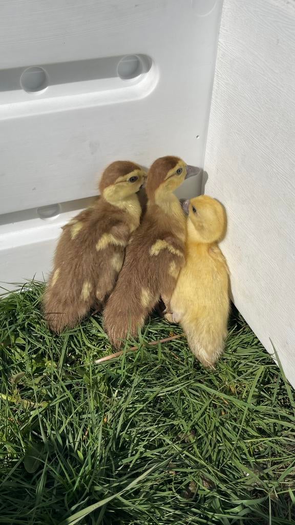 Kuikens eenden - gans - brahma, Geslacht onbekend, Eend