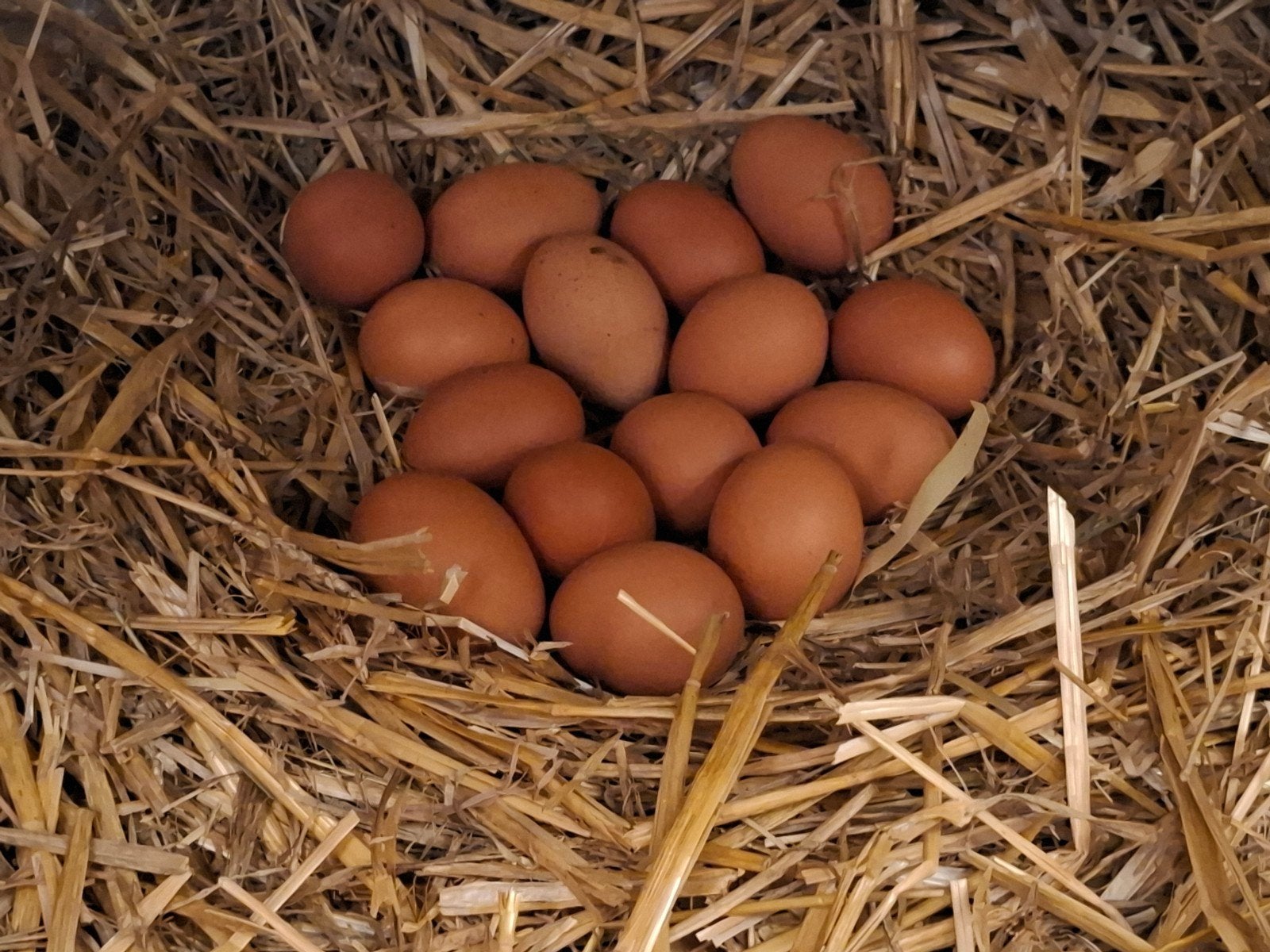 Verse eitjes van de kippetjes vandaag of morgen, Diversen, Ophalen