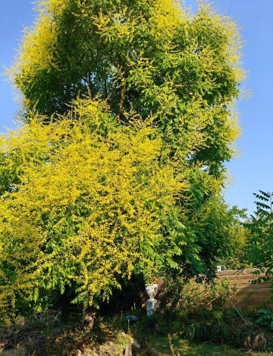 Paniculata droogteresistnt ziekvrij, Tuin en Terras, Ophalen, In pot