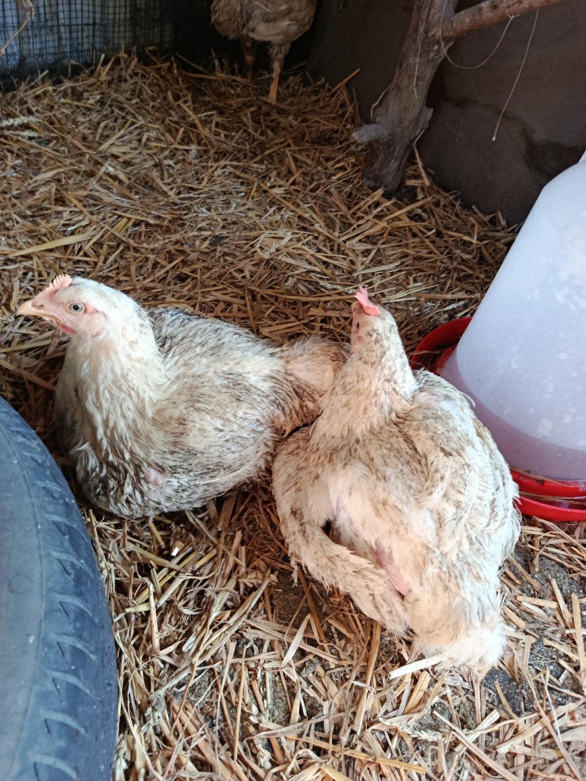 kip, Dieren en Toebehoren, Pluimvee, Kip