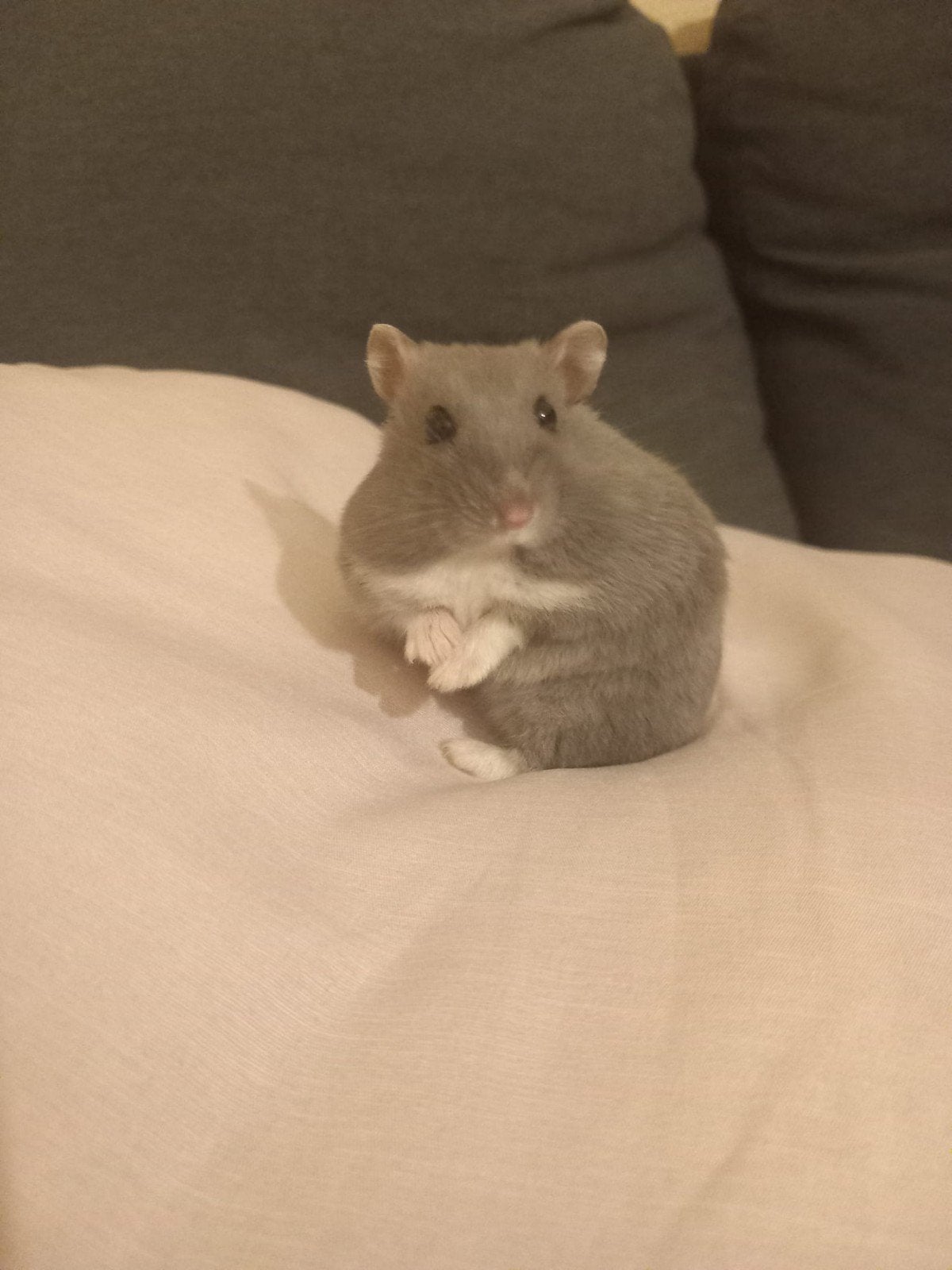 Hamster grijs meisje, Dieren en Toebehoren, Knaagdieren, Hamster, Februari, Vrouwelijk, Tam