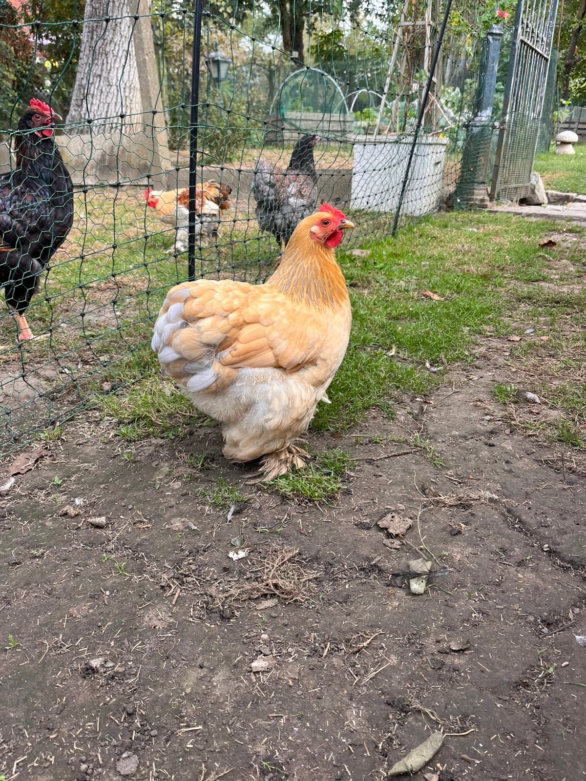 Cochin kriel, Dieren en Toebehoren, Vrouwelijk, Kip