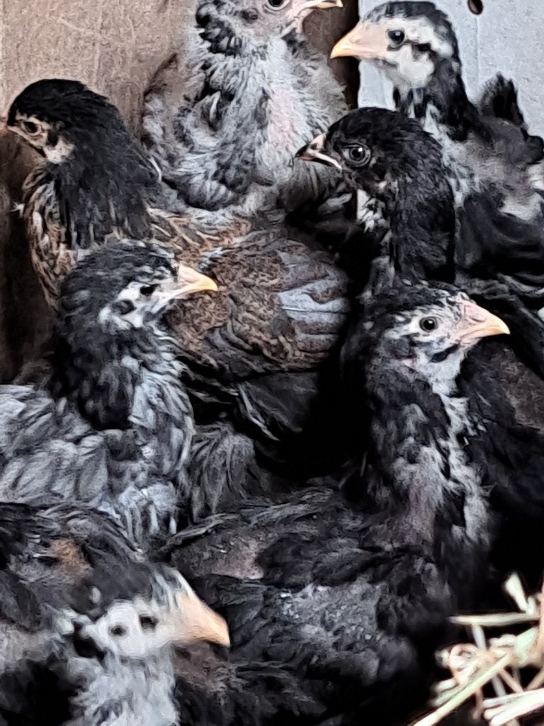 Brahma kuikens, Dieren en Toebehoren, Pluimvee, Meerdere dieren, Kip