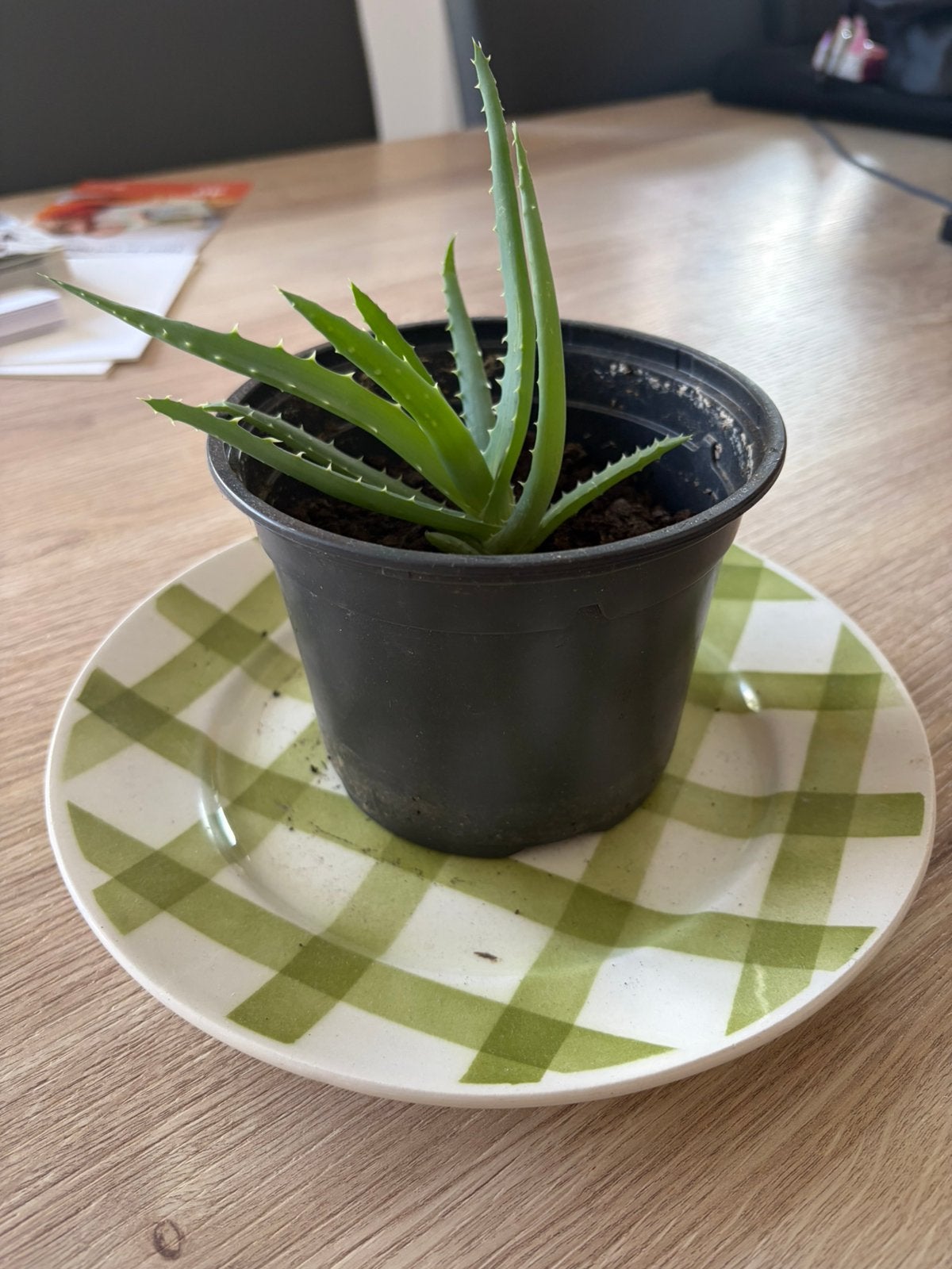Aloë Vera, Maison & Meubles, Plantes d'intérieur, Enlèvement