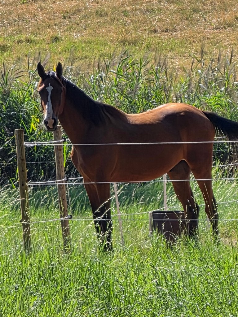 2 jarige ruin te koop, Springpaard, Met stamboom, Ruin, 0 tot 2 jaar