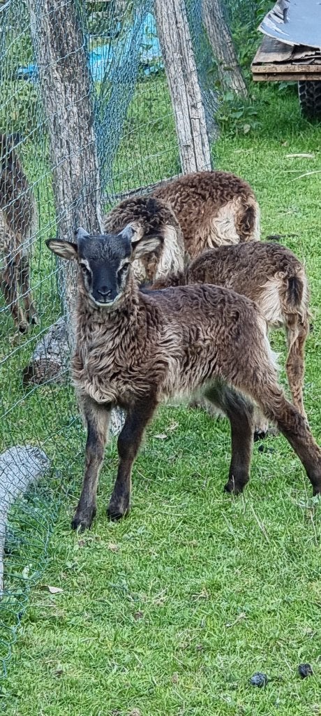 Soay - lam agneaux, Animaux & Accessoires
