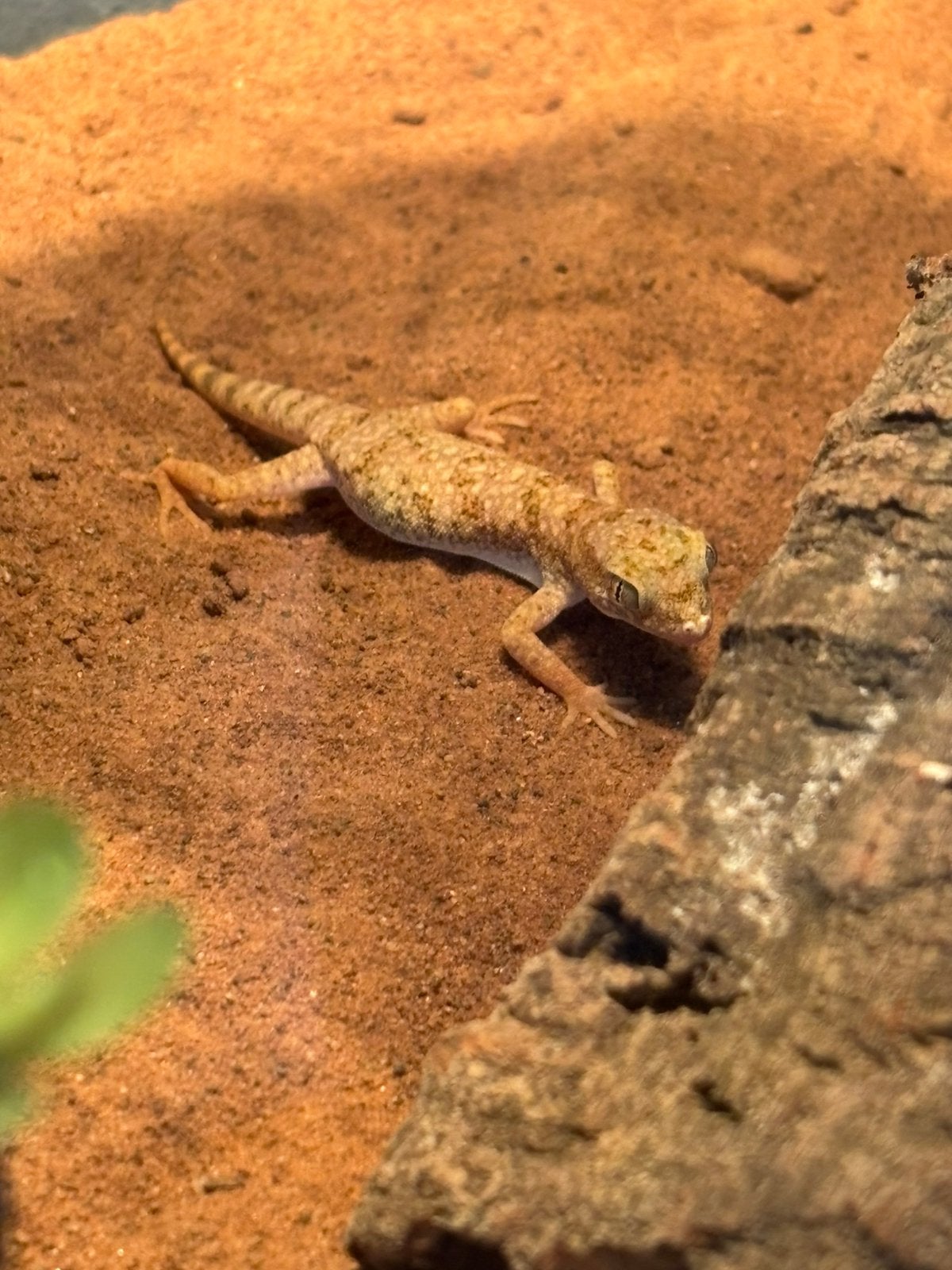 3 dunvingergekko’s  (Stenodactylus sthenodactylus), Lézard, Domestique, 0 à 2 ans