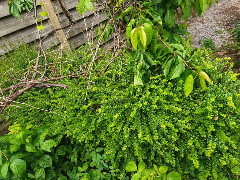 Buxus of haag?, Tuin en Terras, Planten | Tuinplanten, Ophalen