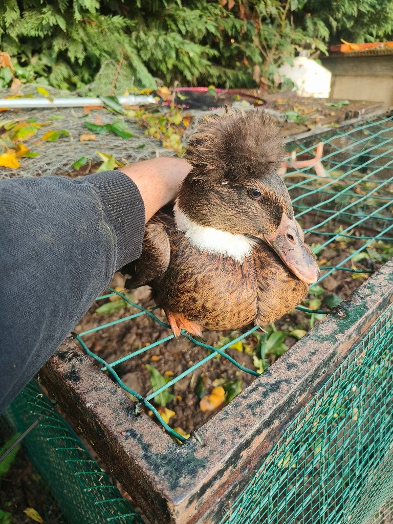 Eenden, Dieren en Toebehoren, Vrouwelijk, Eend