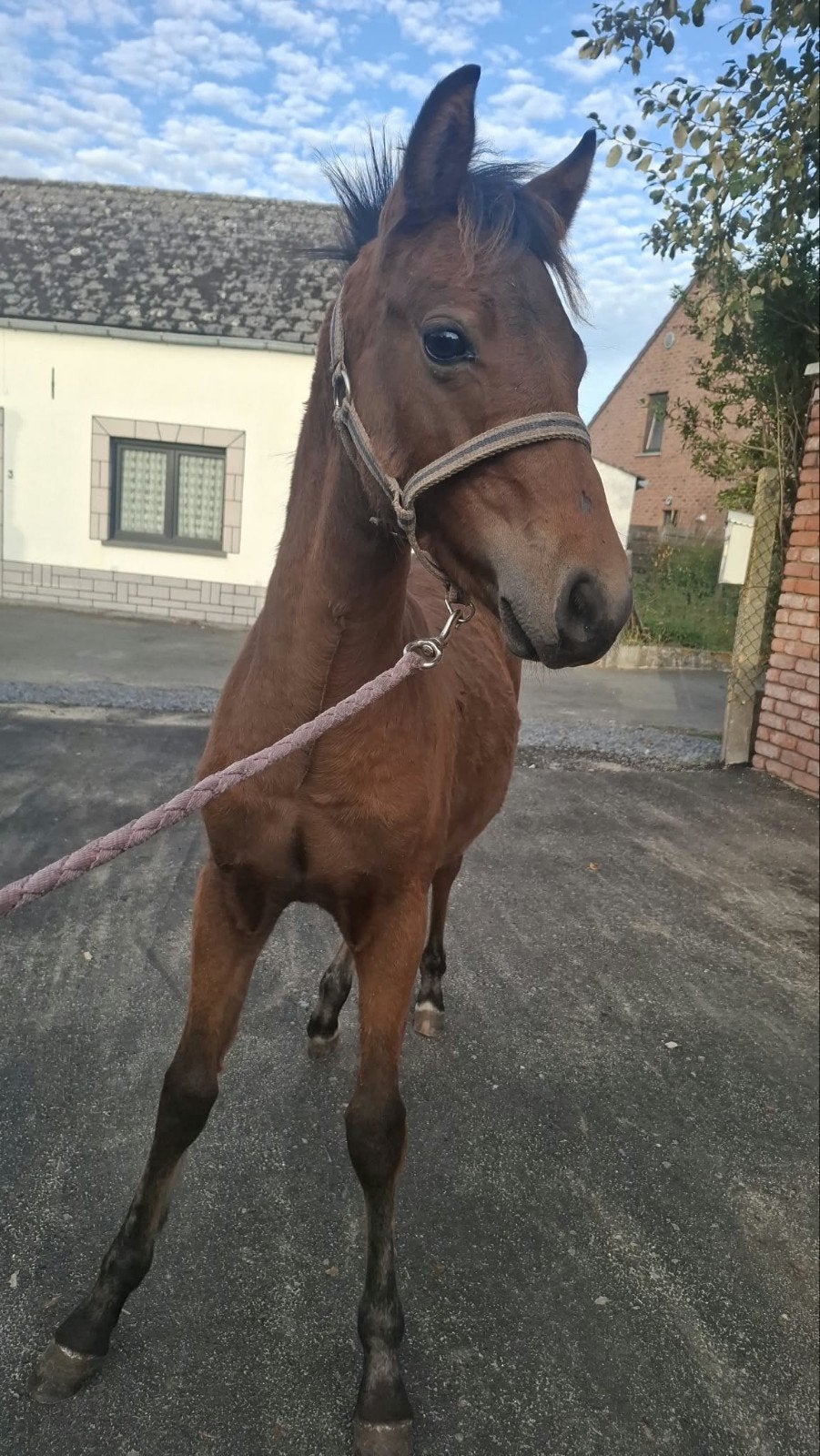 Poulain, Animaux & Accessoires, Enlèvement