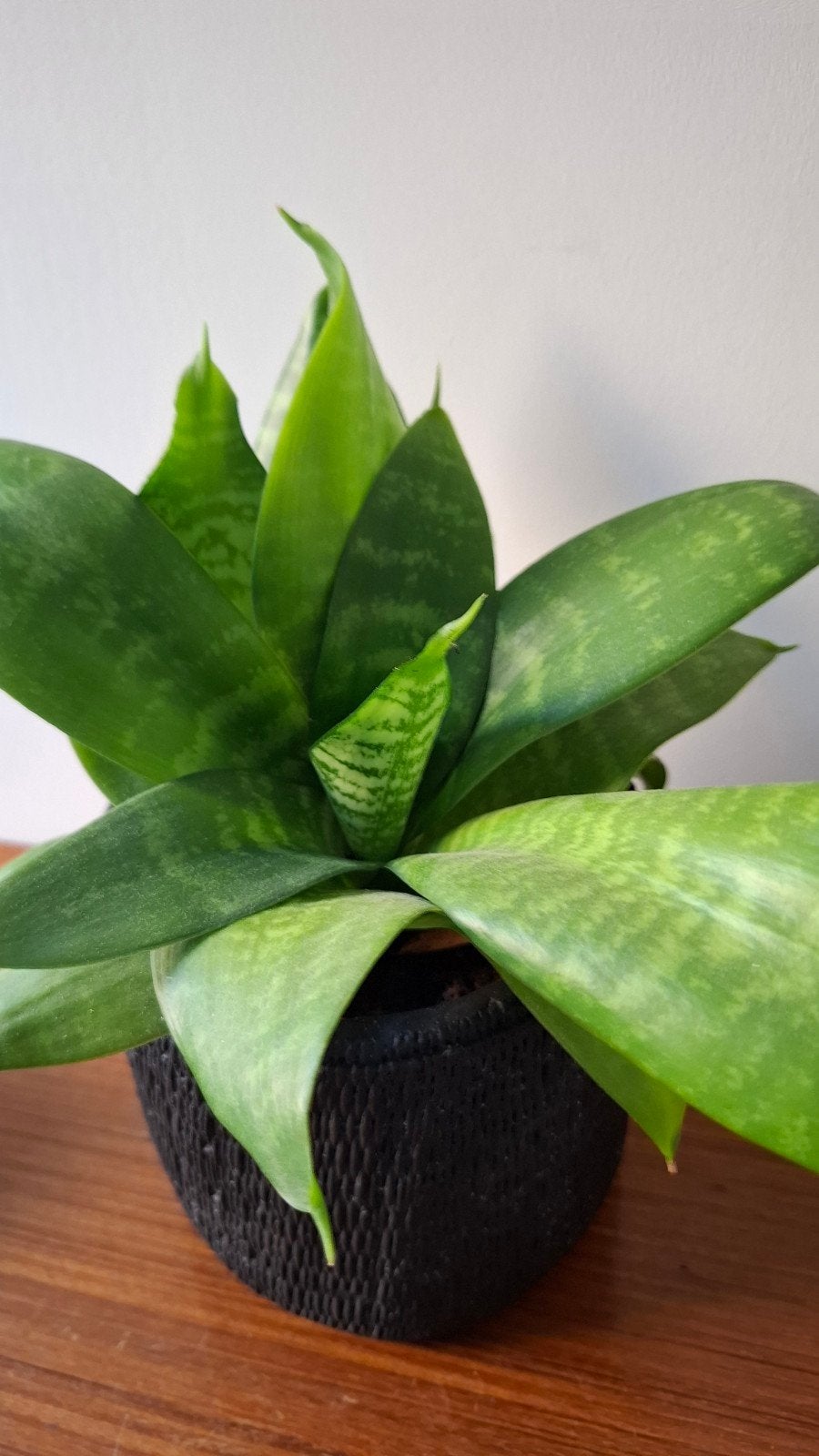 Diverse kamerplanten, Ophalen