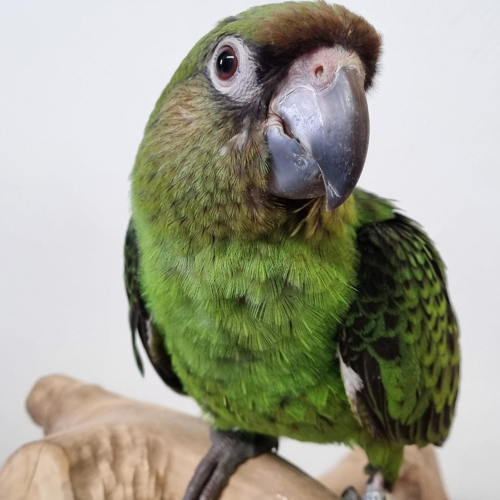 Le plus doux perroquet de Jardine, 2026, Animaux & Accessoires, Mâle, Perroquet, Parleur