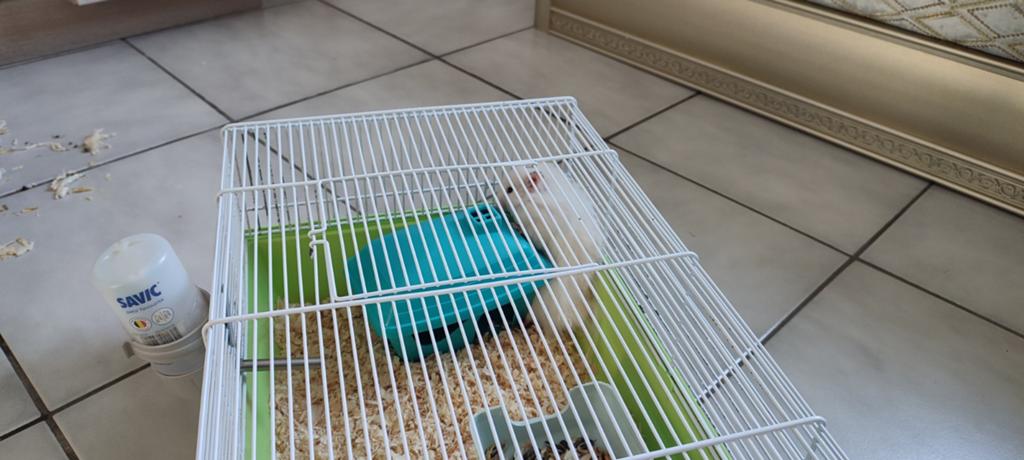 Cage à vendre, Animaux & Accessoires, Enlèvement