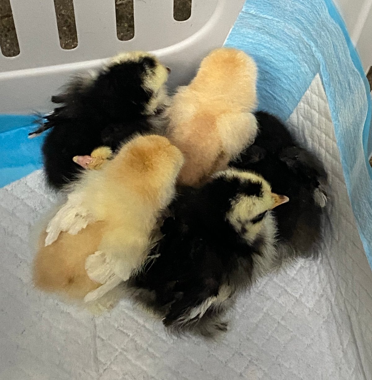 Kuikens cochin kriel, Dieren en Toebehoren, Pluimvee
