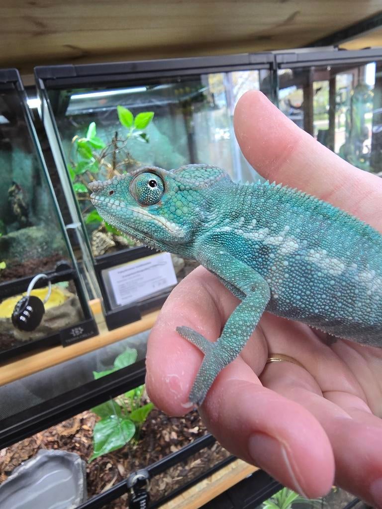 Prachtige furcifer pardalis Nosy Be True blue man., Dieren en Toebehoren, Reptielen en Amfibieën, Amfibie