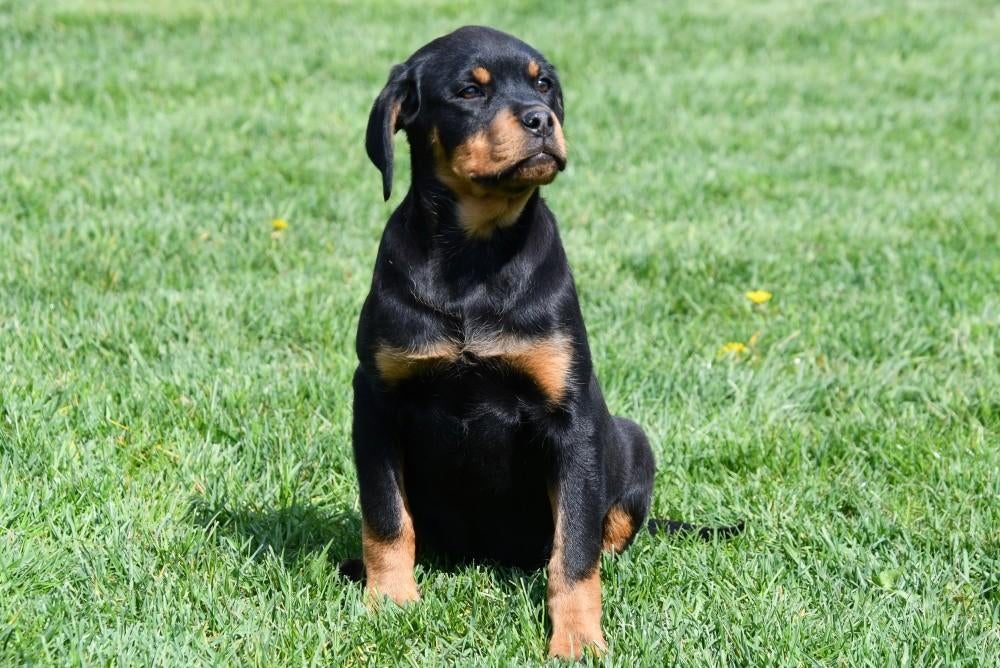 Rottweiler pups te koop, Parvo, België, 8 tot 15 weken, Teef