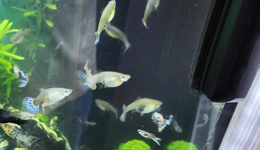 10 stuks volwassen guppy vrouw - 4cm, Poisson, Poisson d'eau douce