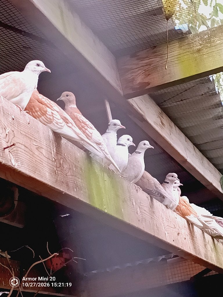 lachduiven, Dieren en Toebehoren, Geringd