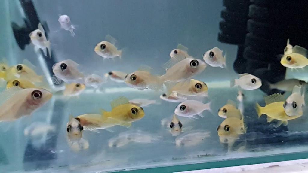 Fire fish baby’s