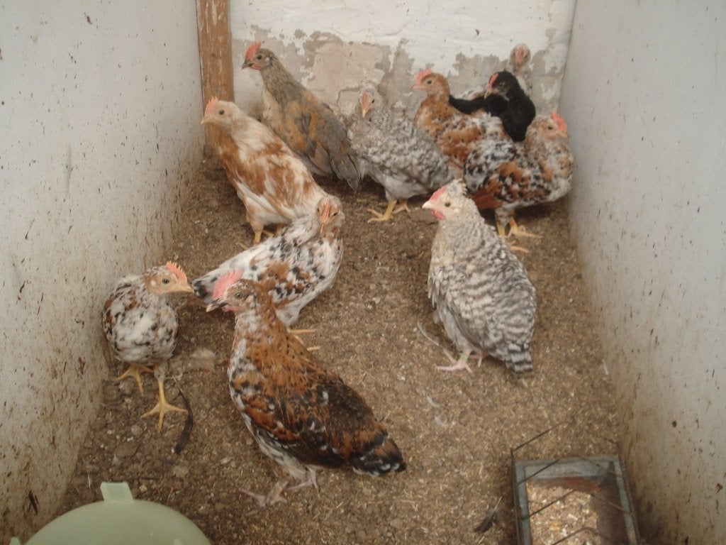 jonge haantjes, Mâle, Poule ou poulet