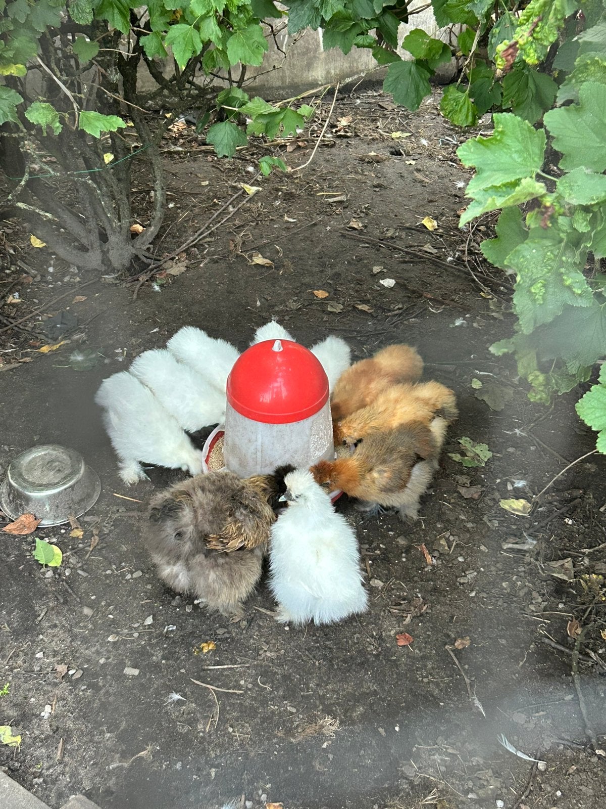 Zijdehoenders te koop, Sexe inconnu, Poule ou poulet