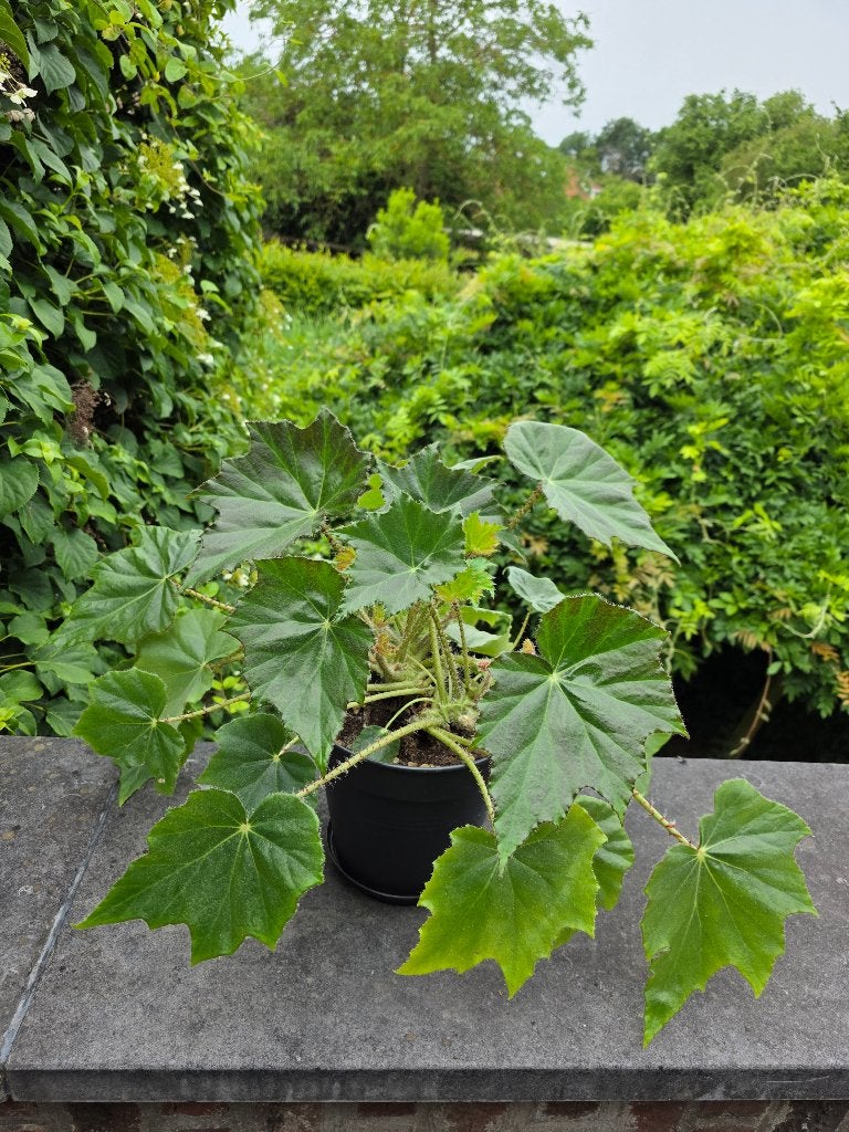 Begonia heracleifolia Cham. & Schltdl. (kamerplant), Enlèvement, Ombre partielle