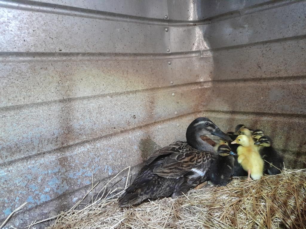 eend met 9 kuikens, Dieren en Toebehoren, Meerdere dieren, Eend