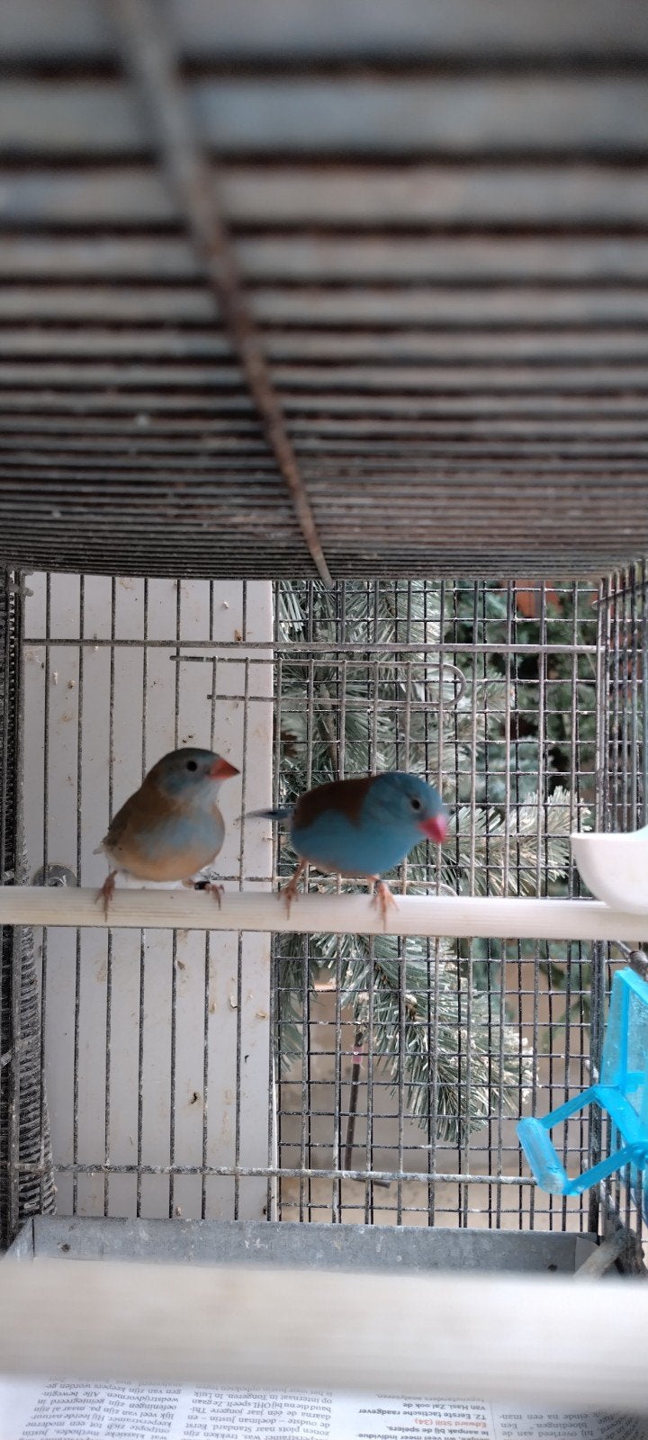 Blauwkopblauwfazantjes, Dieren en Toebehoren