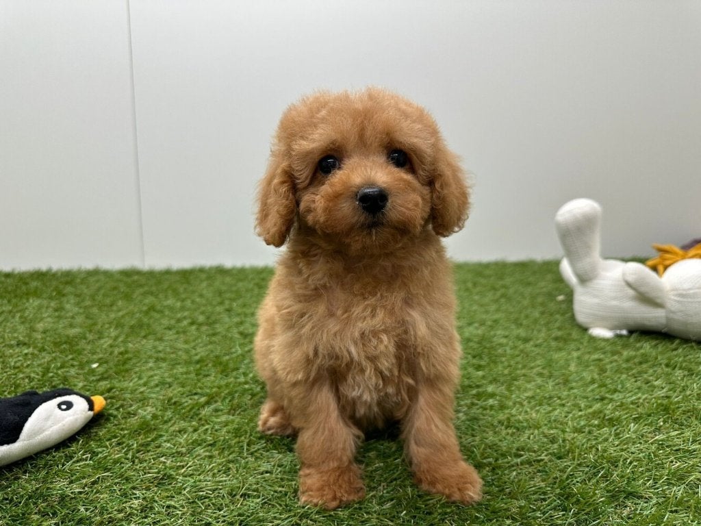Chiots Caniche Toy, Animaux & Accessoires, Maladie de Carré (chiens), Caniche, Plusieurs, Belgique