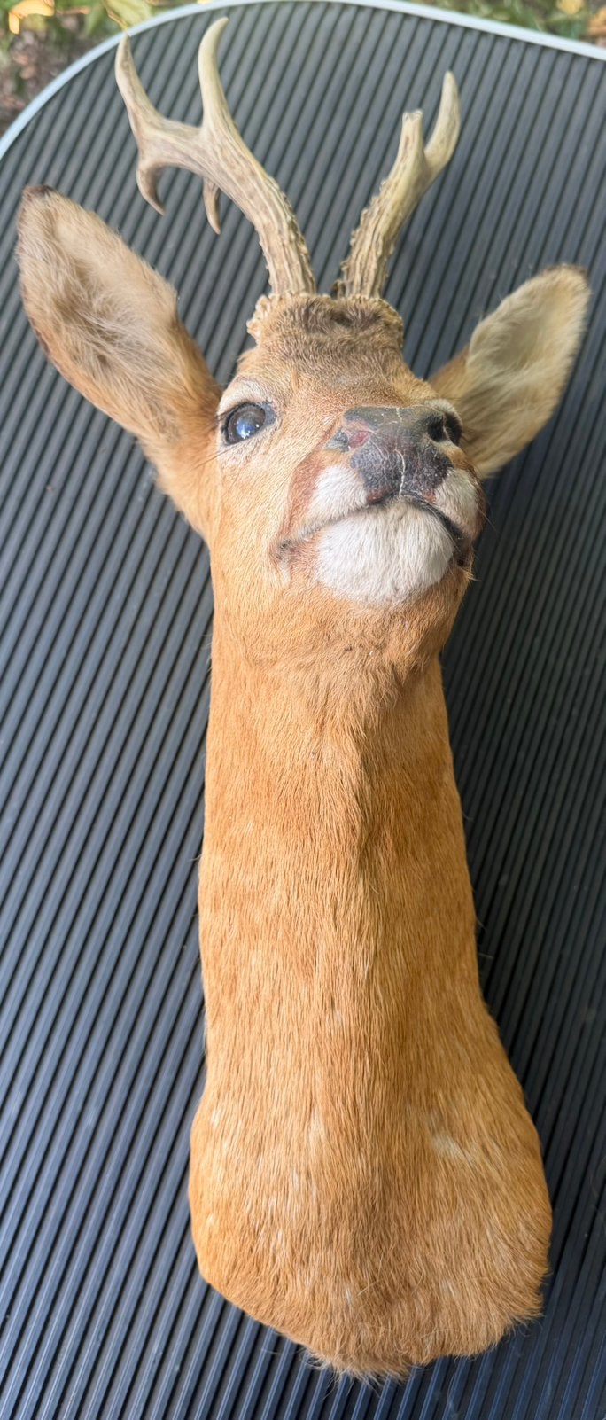 Trophée de chevreuil naturalisé, très bonne taxidermie, Enlèvement, Comme neuf