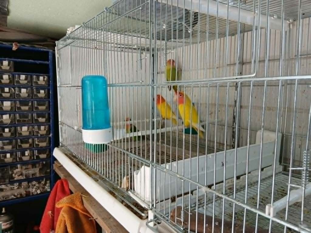10 Ficheries, Dieren en Toebehoren, Vogels | Parkieten en Papegaaien, Geslacht onbekend, Dwergpapegaai of Agapornis