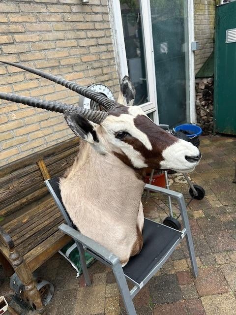 Grote antilope, Collections, Collections Animaux, Enlèvement, Comme neuf, Autres, Bois ou Tête
