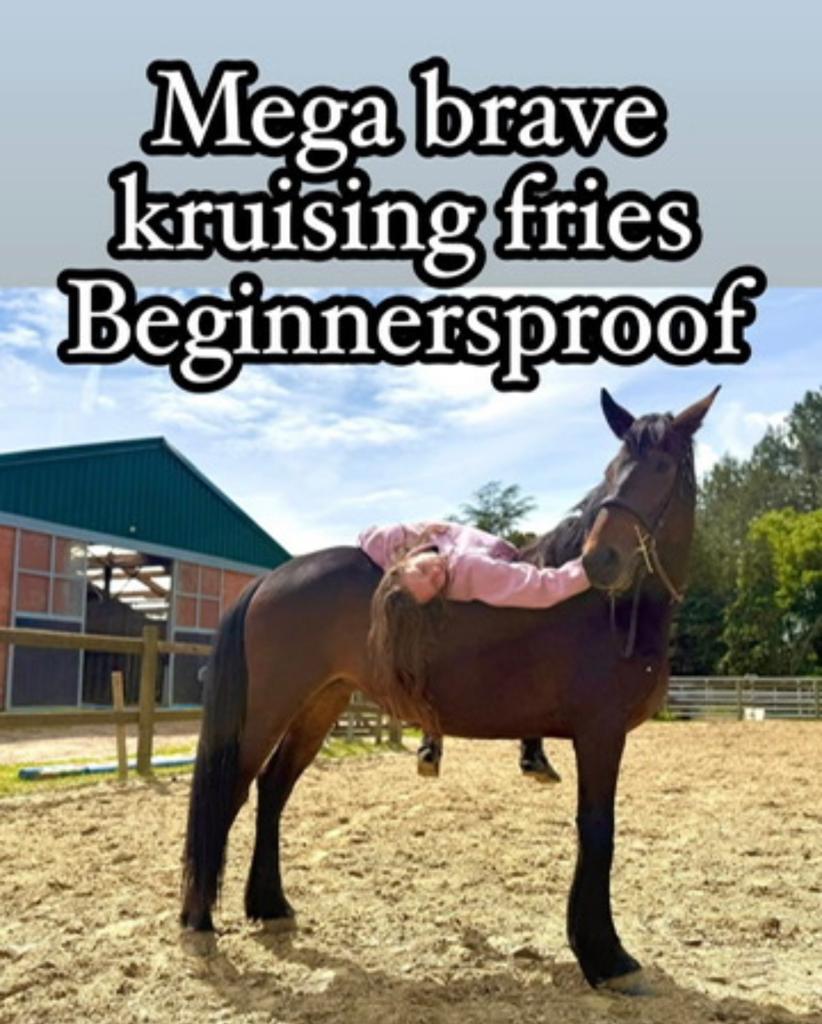 Super brave kruising fries, Dieren en Toebehoren, Merrie, B
