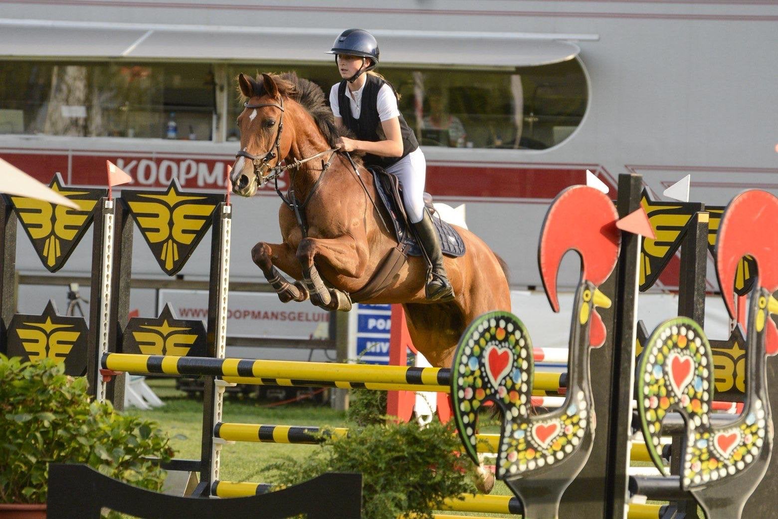 Lieve talentvolle sportpony, M, Poney D (1.37 m à 1.48m), Vermifugé, Poney de saut