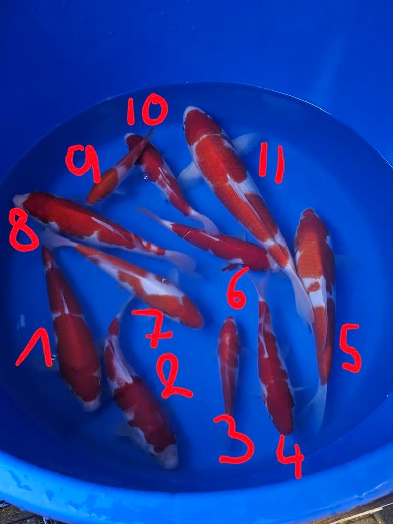 Kohaku à partir de 45 euros