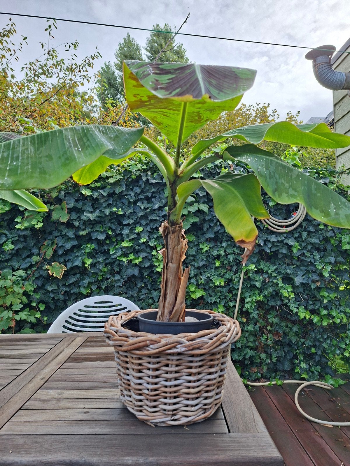 bananenplant met mand, Ophalen