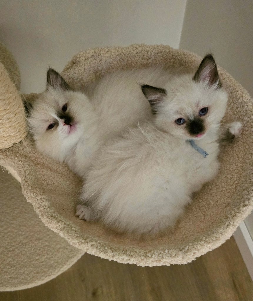 Chatons Ragdoll, Chatte ou Chat, Vermifugé, 0 à 2 ans